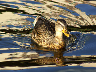 kaczka © Henryk Olszewski
