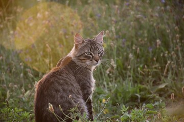 Tabby and wild cat sitting with the sun in the background dazzling.