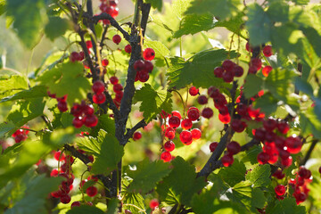 Fruits of ripe red currants on a bush.