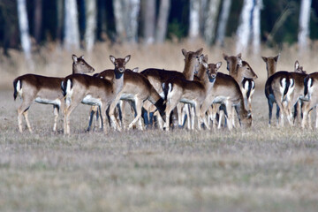 Ein Rudel Damwild in der Oberlausitz	