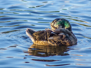 kaczka © Henryk Olszewski