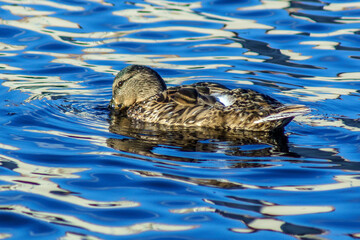 kaczka © Henryk Olszewski