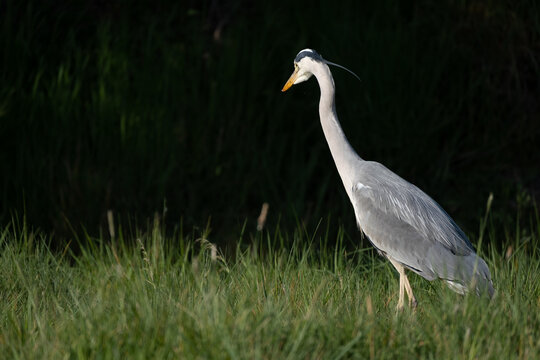 Ein Graureiher in der Abensonne auf Pirsch