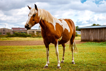 White-red horse in the pasture. Horses in the paddock on the farm - obrazy, fototapety, plakaty