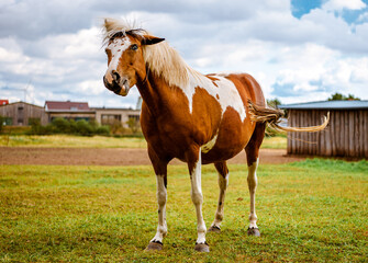 Naklejka na ściany i meble Funny white and red horse. Horses graze on the farm