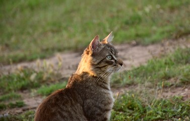 Naklejka premium Tabby cat sitting sideways on green grass field.