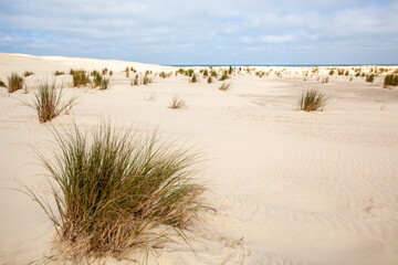 sand dunes in the cassino beach
