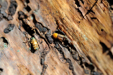 Borkenkäfer Fraß in Rinde von Fichten