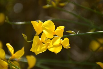 Yellow flowers of Spartium junceum on the side of the road.