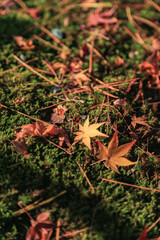 京都の紅葉