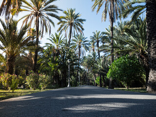 Camino de palmeras elche