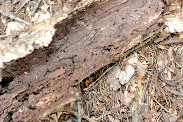 Borkenkäfer Fraß in Rinde von Fichten