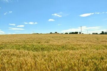 Field of yellow-green wheat and in the background the Sanctuary of Santa María de la Estrella, XV century.