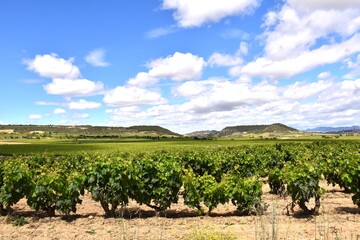 Fototapeta na wymiar Vineyards in sunny day, La Rioja.