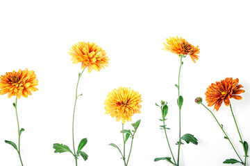 Flowers composition from chrysanthemum flowers