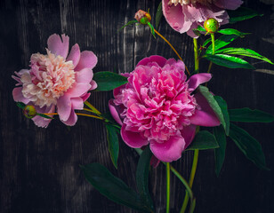 Obraz premium Pink peonies on woooden background, top view