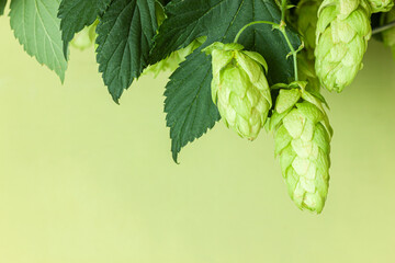 Hop twig over white background.