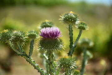 Pink flower of thistle (Onopordum acanthium) on roadside.