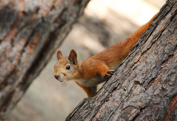 red squirrel on a tree