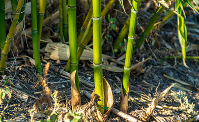 I colori delle canne di bambù in estate

