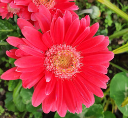 china aster flower , bright red in the garden in summer time