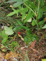 forest berry in the grass