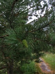 green pine tree