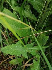rain drops on a green grass
