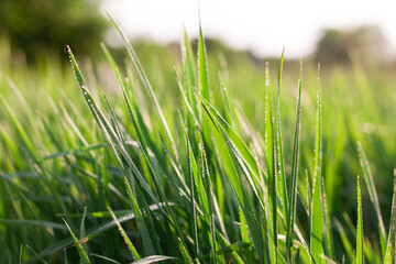 Obraz premium grass