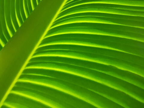 banana leaf background