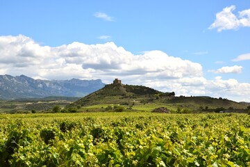 Fototapeta na wymiar Vineyard landscape with ruins of the Davalillo Castle in a strategic defensive location in the Ebro Valley in the background.