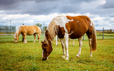 White-red horse in the pasture. Horses in the paddock on the farm