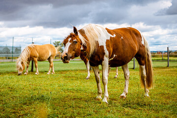 Naklejka na ściany i meble Funny white and red horse. Horses graze on the farm