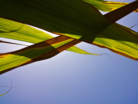 leaf and a blue sky