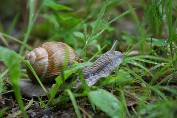 Schnecke 2