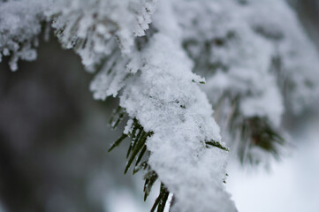 snow covered branches of tree