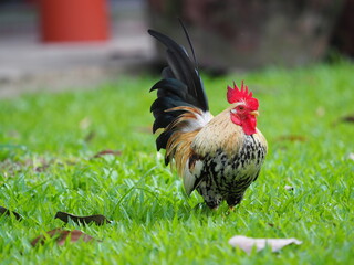 Bantam Chicken, Chicken and blurred background, Bantam Chicken on grass.