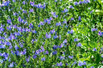 Botanical collection of medicinal plants, blue blossom of echium vulgare or bugloss blueweed plants