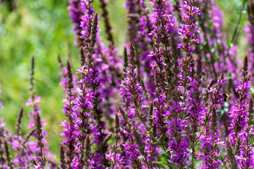 Botanical collection of medicinal plants, purple blossom of lythrum salicatia or loosestrife plants