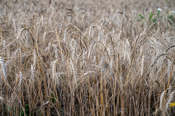 Obraz premium Ripe barley grains ready to harvest and making whiskey