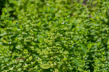 Botanical collection of kitchen and medicinal plants, lemon balm or melissa officialis