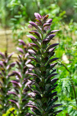 Botanical collection of decorative garden plants and herbs, Acanthus mollis, or bear's breeches, sea dock or oyster plant