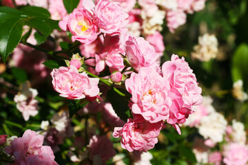 Viele kleine rosa Blüten einer Rose im Garten, duftende Vielfalt und schön zu betrachten