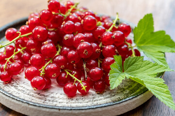Ripe healthy antioxidant red currant berries