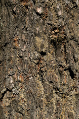 Bark pine tree background, can be used as a background.