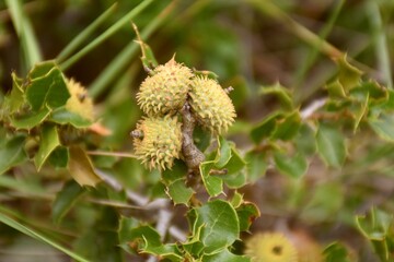 Quercus tree with acorns in full growth. Along a mountain path.