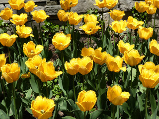 Many colorful tulips as a floral background