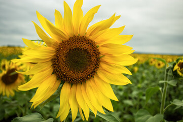 Fototapeta premium sunflower in the field