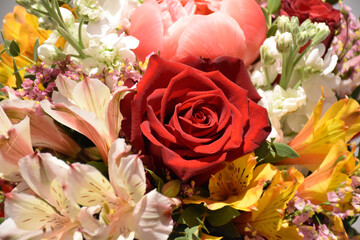 close up view from above of a red rose and many epetal flowers around