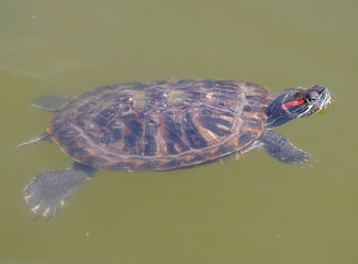 turtle swims in the muddy water of the lake